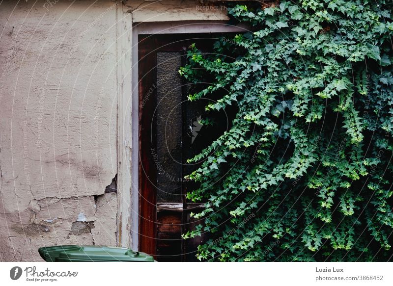 Eine Tür, durch die keiner mehr geht - zugewachsene Haustür, bröckelnder Putz, viel Grün und eine Mülltonne Wachstum verlassen vergessen alt Fassade Holt braun