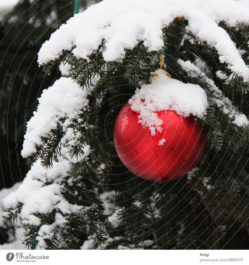 rote Weihnachtskugel mit Schneemütze hängt draußen an einem schneebedeckten Tannenzweig Christbaumkugel Weihnachten Winter winterlich Weihnachten & Advent