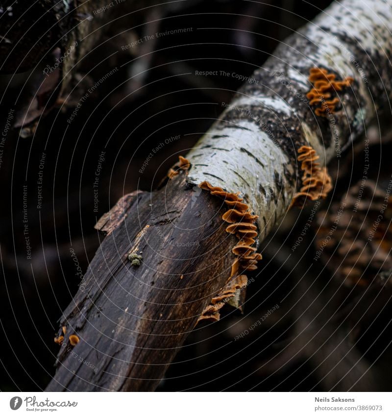 Pilze auf gebrochenem Birkenzweig Ackerbau Herbst herbstlich Hintergrund schön Schönheit Biologie botanisch braun Nahaufnahme kultiviert Ökologie Umwelt geblümt