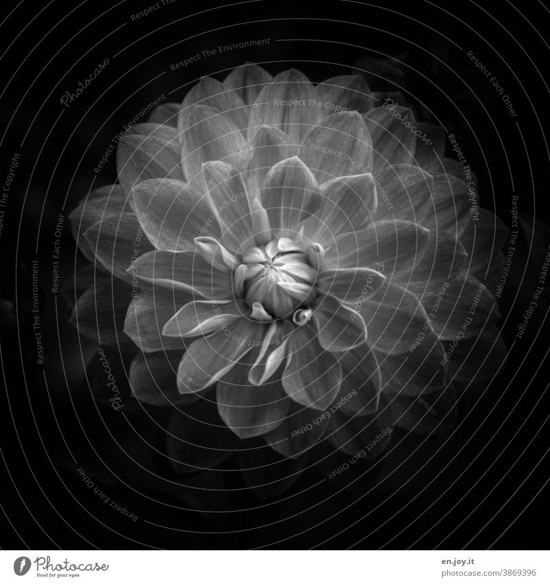Dahlie in schwarz weiß Blume Blüte Schwarzweißfoto Low Key Pflanze Trauer dunkel Traurigkeit Nahaufnahme Kontrast Schatten Menschenleer