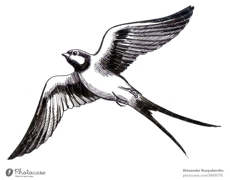 Fliegender Schwalbenvogel. Schwarzweiß-Tuschezeichnung Vogel fliegen Tier Flügel Natur Kunst Kunstwerk Hintergrund Zeichnung Grafik u. Illustration Skizze