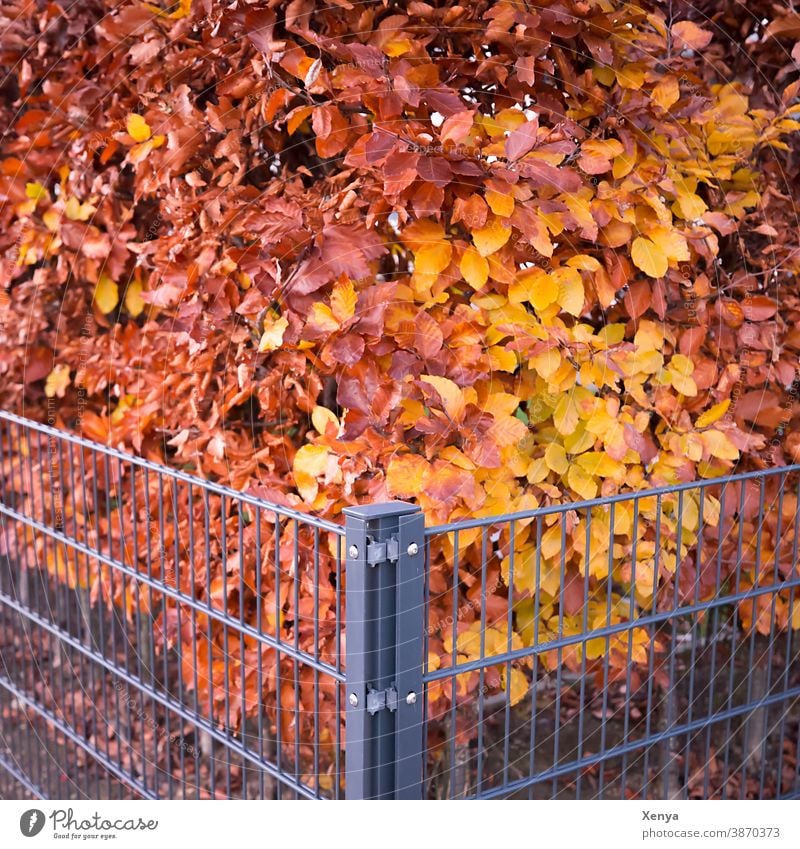 Ecke der Hecke Zaun bunt Herbst Herbstfarben Garten Außenaufnahme Natur Menschenleer herbstlich Pflanze Herbstlaub Buchenhecke Jahreszeiten Umwelt