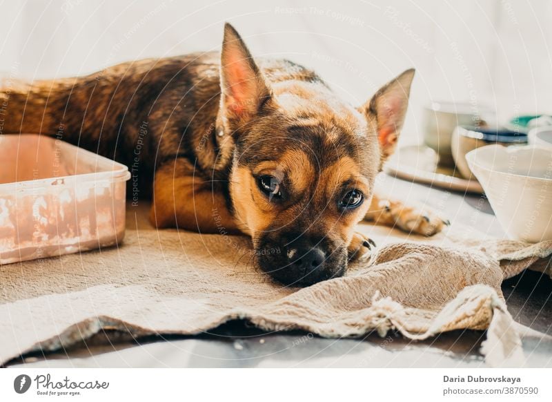 Kleiner brauner Hund liegt auf dem Tisch ein lizenzfreies Stock Foto