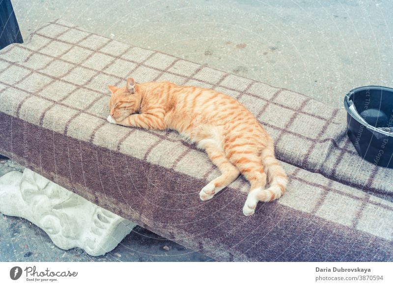 Ingwer-Straßenkatze schläft auf einer Bank geschlossene Augen schlafen Gesicht im Freien heimwärts Porträt sich[Akk] entspannen katzenhaft hübsch ruhen lieblich