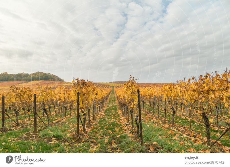 Herbst in den Pfälzer Weinbergen Weinreben Himmel gelb Weinbau Ackerbau Wachstum ländlich Weingut Außenaufnahme