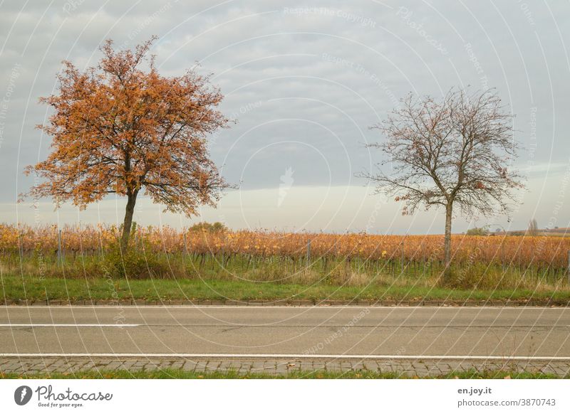 Nachbarschaften | zwei Bäume am Straßenrand, einer mit Laub und einer schon kahl Baum Herbst Himmel bedeckt Landstraße Wege & Pfade Verkehrswege Asphalt