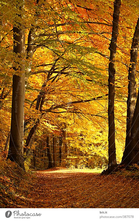 Waldweg Sinnesorgane Erholung ruhig Meditation Ferien & Urlaub & Reisen Tourismus Ausflug Umwelt Natur Landschaft Pflanze Herbst Schönes Wetter Baum Wärme gelb