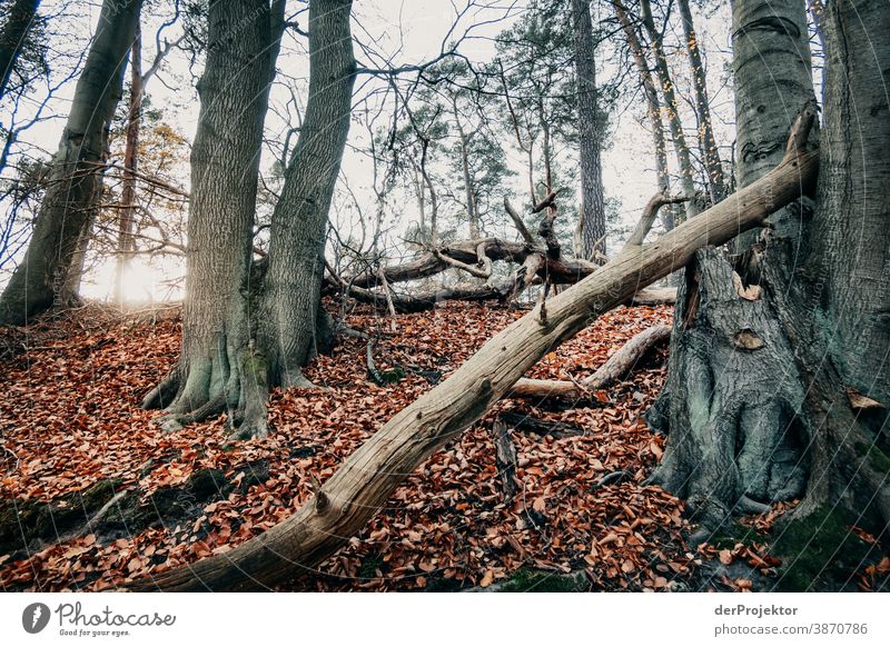 Letzter Sonnenstrahl im Brandenburger Naturschutzgebiet Landschaft Ausflug Umwelt wandern Pflanze Herbst Baum Wald Akzeptanz Vertrauen Glaube Herbstlaub