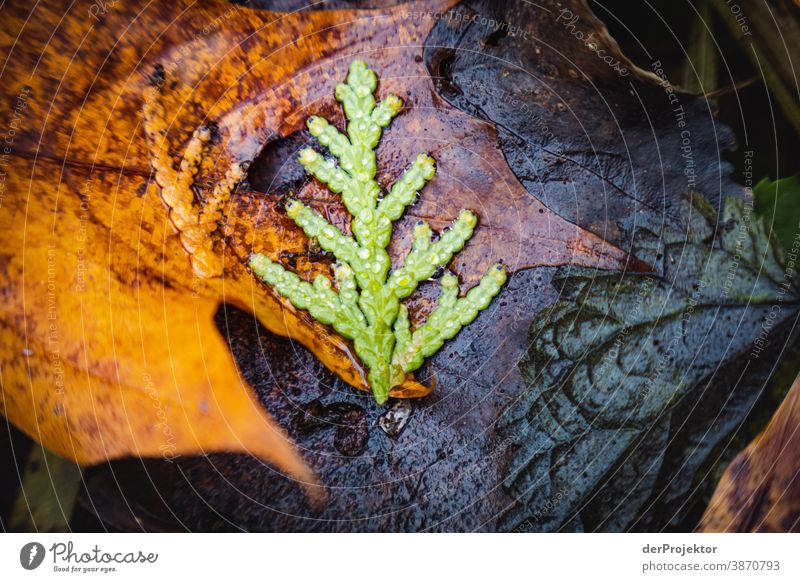 Letztes Laub im Brandenburger Naturschutzgebiet und II Landschaft Ausflug Umwelt wandern Pflanze Herbst Baum Wald Akzeptanz Vertrauen Glaube Herbstlaub