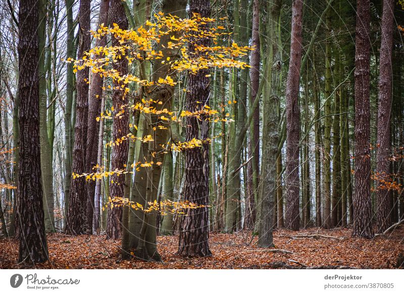 Letztes Laub im Brandenburger Naturschutzgebiet Landschaft Ausflug Umwelt wandern Pflanze Herbst Baum Wald Akzeptanz Vertrauen Glaube Herbstlaub Herbstfärbung