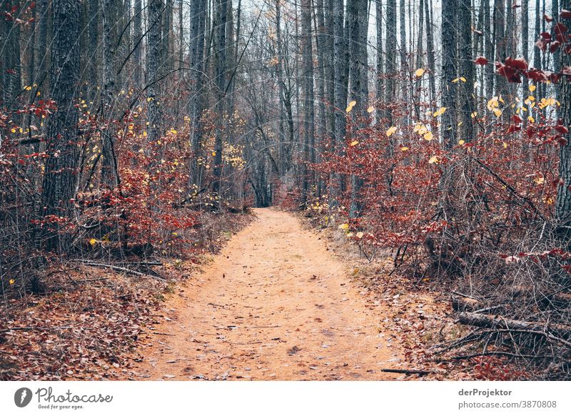 Weg mit Lärchennadeln im Brandenburger Naturschutzgebiet II Landschaft Ausflug Umwelt wandern Pflanze Herbst Baum Wald Akzeptanz Vertrauen Glaube Herbstlaub
