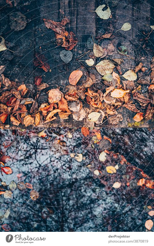 Kleiner Steg über einen Fließ im Brandenburger Naturschutzgebiet Landschaft Ausflug Umwelt wandern Pflanze Herbst Baum Wald Akzeptanz Vertrauen Glaube