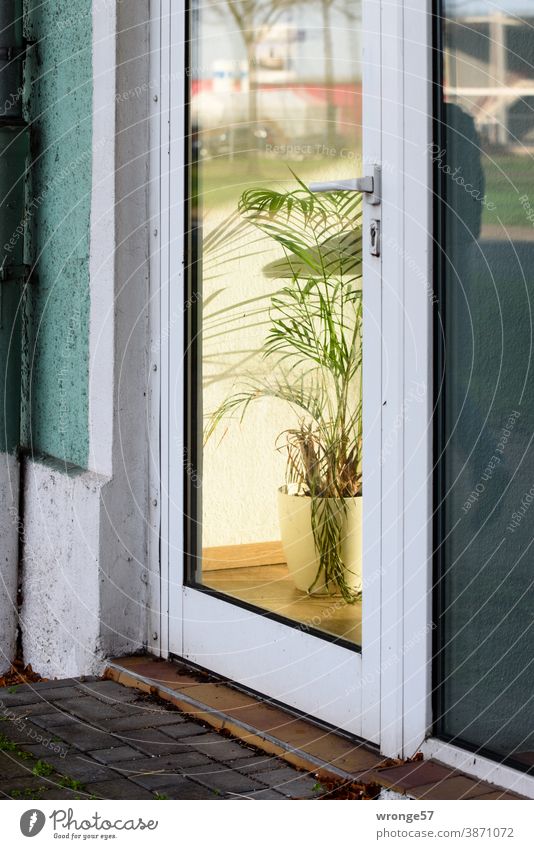 Blick durch eine Glastür in das Innere eines Büros mit einer Kübelpflanze als Zimmerschmuck Eingangstür Laden Durchsicht Spiegelungen Zimmerpalme Zimmerpflanze