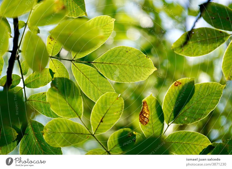 grüne Baumblätter im Herbstsaison, grüner Hintergrund Niederlassungen Blätter Blatt Natur natürlich Laubwerk Saison texturiert im Freien Schönheit