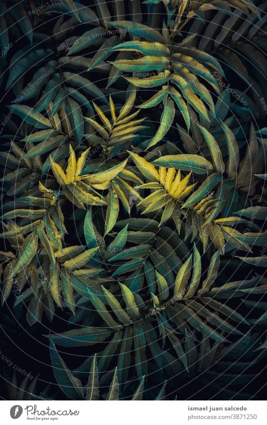 grüne Pflanzenblätter in der Natur in der Herbstsaison Blätter Blatt Garten geblümt natürlich Laubwerk dekorativ Dekoration & Verzierung abstrakt texturiert