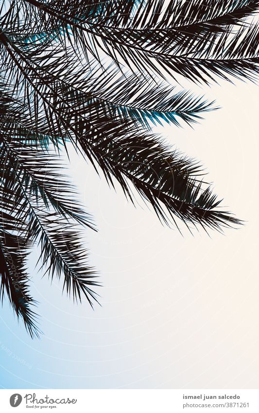 Palmenblätter als Silhouette am Himmel Handfläche Palmen-Silhouette lässt Platz für Text Baumblätter himmelblau Blauer Himmel Klarer Himmel Schatten