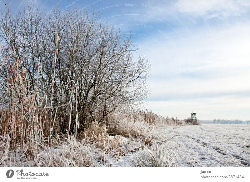 winter bis zum horizont. Winter Feld Schnee kalt Natur Baum Menschenleer Textfreiraum oben weiß Eis Frost Umwelt Pflanze Landschaft Horizont Schönes Wetter