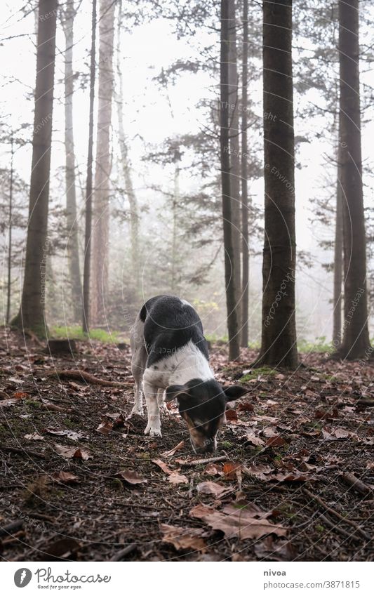 Jack Russell Terrier schnüffelt im Wald Jack-Russell-Terrier männchen machen Hund Tier Haustier klein niedlich Reinrassig braun Außenaufnahme gehorsam