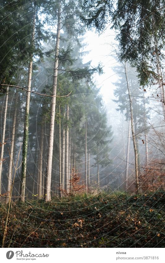 Herbstwald Wald herbstlich Nebel Tannenbaum Licht Herbstlaub Herbstfärbung Natur Baum Außenaufnahme Farbfoto Pflanze Menschenleer Landschaft Umwelt Tag