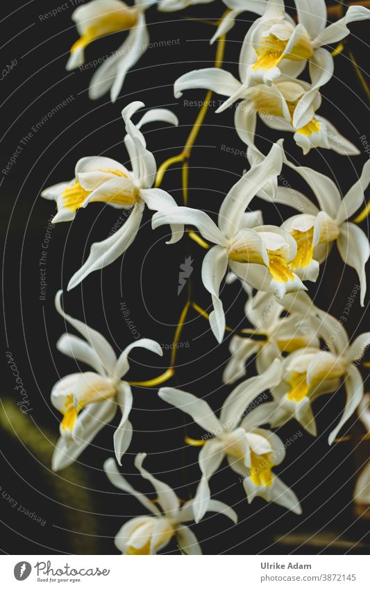 Kleine weiße zarte Blüten einer Orchidee auf schwarzem Hintergrund Orchideen Blume Blühend Pflanze exotisch schön elegant Nahaufnahme Wellness Spa