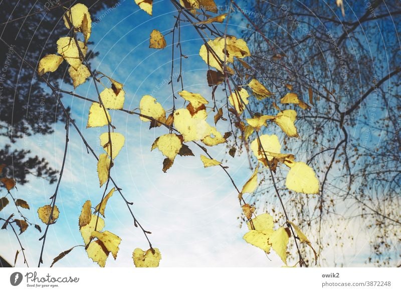 Goldregen Natur Außenaufnahme hängen Zweige Blätter Birke Baum Farbfoto Menschenleer Tag Pflanze Umwelt Sonnenlicht Schönes Wetter Wald Wachstum