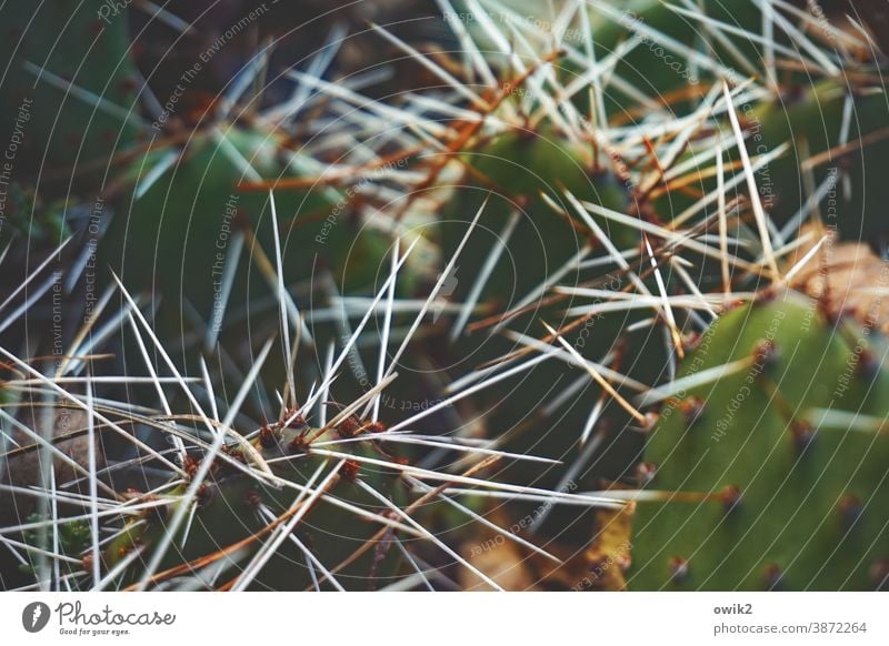 Einigeln Kaktus Stacheln spitz stachelig Detailaufnahme Schwache Tiefenschärfe Kontrast Pflanze grün Farbfoto Menschenleer Natur Nahaufnahme exotisch