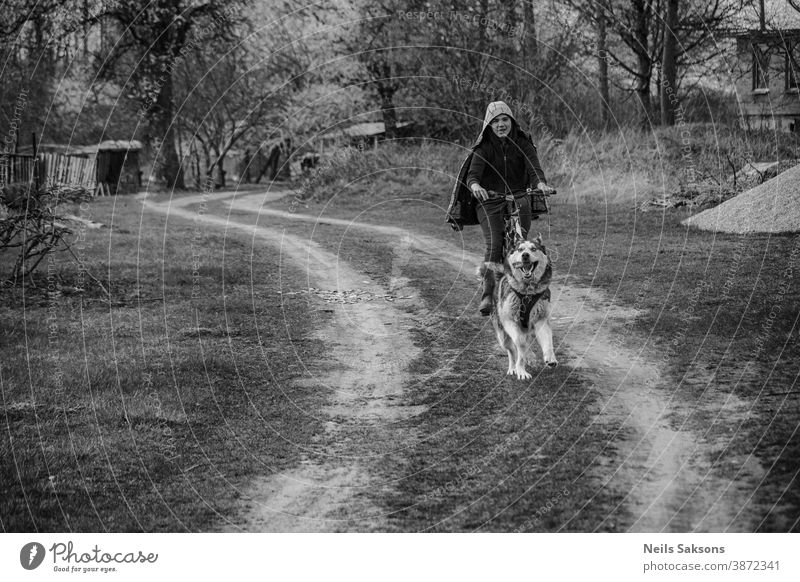 Fahrradjöring Hund. Huskyschlittenhunde ziehen mit seinem besten Freund ein Fahrrad. Aktion aktiv Tier Herbst schön züchten Eckzahn Meisterschaft Konkurrenz