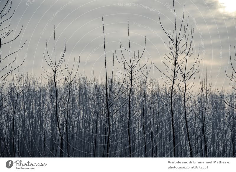 po-tal winterliche feldlandschaft mit frost bedeckt flach Feld Winter lomellina Italien padana Poebene pavia Nebel Baum Landschaft ländlich Natur Bauernhof wüst