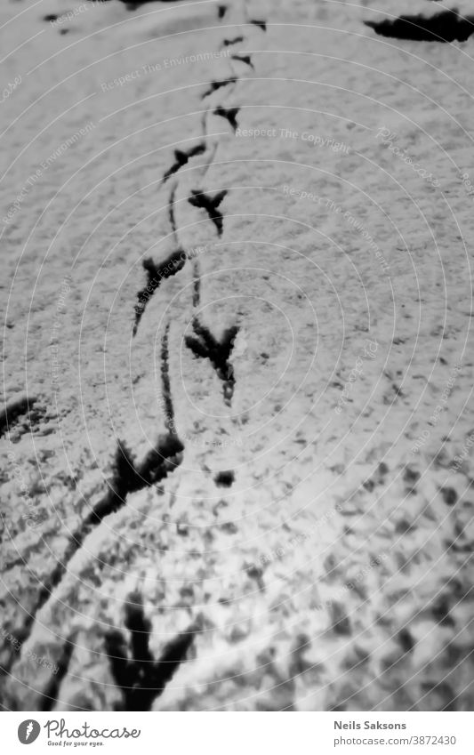 Krähenfussabdrücke im Schnee abstrakt Tier Kunst Hintergrund Ball Vogel Nahaufnahme kalt Farbe Kontrast Kristalle Design Feld Fuß Fußspuren Fußtritt frisch