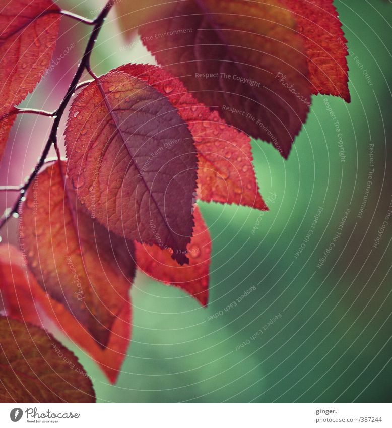 Ein Hauch von Herbst im Frühling Umwelt Natur Pflanze Sommer Schönes Wetter Sträucher Blatt Wachstum feucht nass durchscheinend grün rot gezackt Blattadern