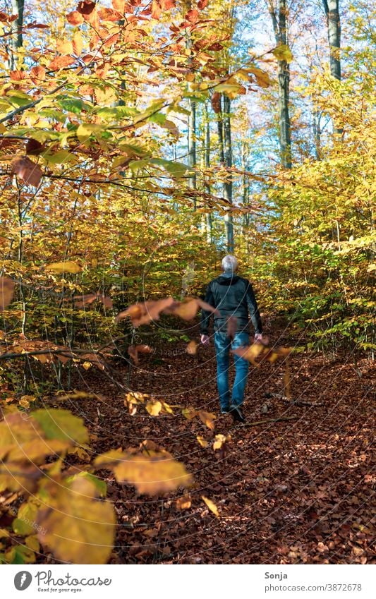 Mann wandert auf einem Waldweg alleine. Rückansicht. über 50 Weg wandern Herbst Herbstfärbung Einsamkeit stille Spaziergang Baum Außenaufnahme Umwelt Farbfoto