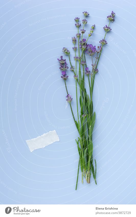 Blühende Lavendelzweige auf blauem Hintergrund, Leerer Platz für Text. Kräuter-Mockup Herbarium vertikal Blumen-Layout frisch Blumenstrauß sehr wenige geblümt