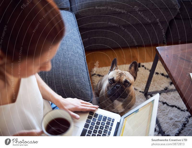 Lächelnde Frau, die am Laptop arbeitet, sitzt auf dem Sofa und trinkt Kaffee Hund Haustier Person Computer 20s schreibend Morgen jung im Innenbereich Schüler