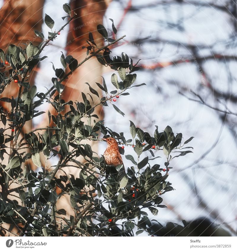 eine Drossel und ihre Drosselbeeren Vogel Vogelbeeren Beeren Beerenstrauch rote Beeren Wintervorrat Vorrat heimischer Vogel Vogelfutter Winternahrung