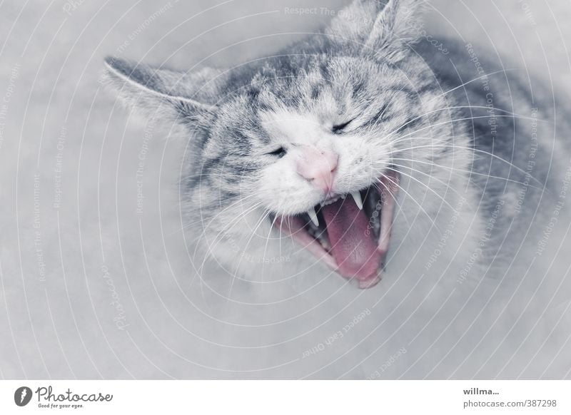 Porträt einer Katze Hauskatze Haustier Tiergesicht grau rosa weiß gähnen fauchen Zähne zeigen Katzenkopf Kratzbürste Langeweile Schnurrhaar Müdigkeit Gebiss