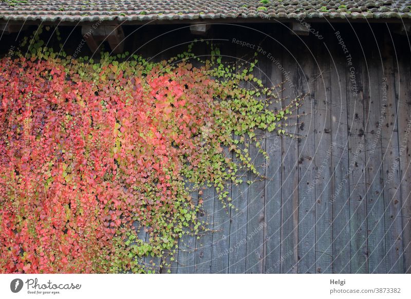 Farbkombination | grün und rot gefärbter wilder Wein an grauer Holzwand Wilder Wein Pflanze Fassade Dach Fassadenbegrünung Herbst Herbstfärbung bunt wachsen