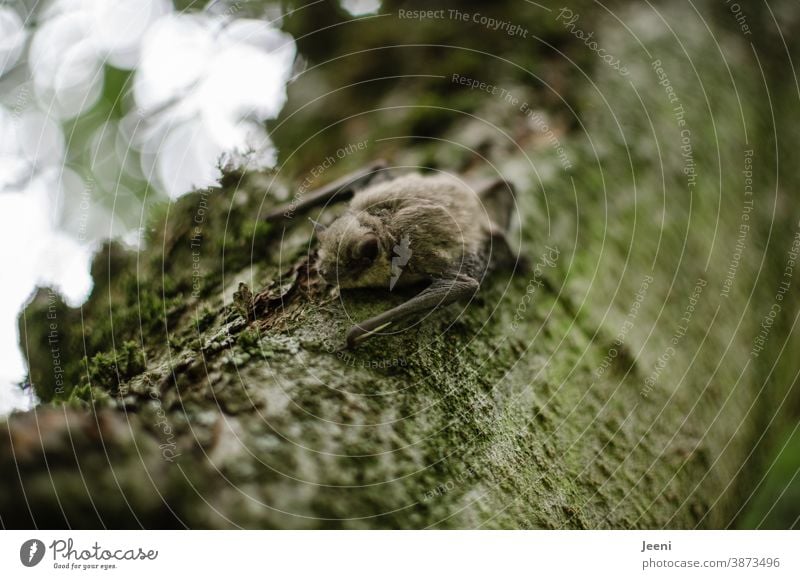 Kleine Fledermaus sitzt am Tag auf einem Ast Tier Nahaufnahme Baum Säugetier braun weich Natur Wildtiere natürlich