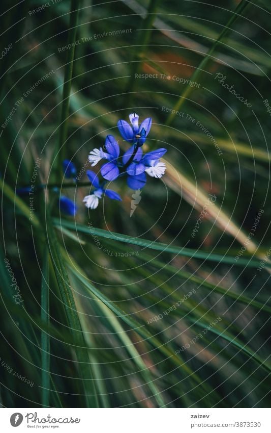 Nahaufnahme eines Straußes kleiner blauer Blüten von Polygala polygala Natur Vegetation natürlich Blume geblümt blühte Botanik botanisch Blütenblätter
