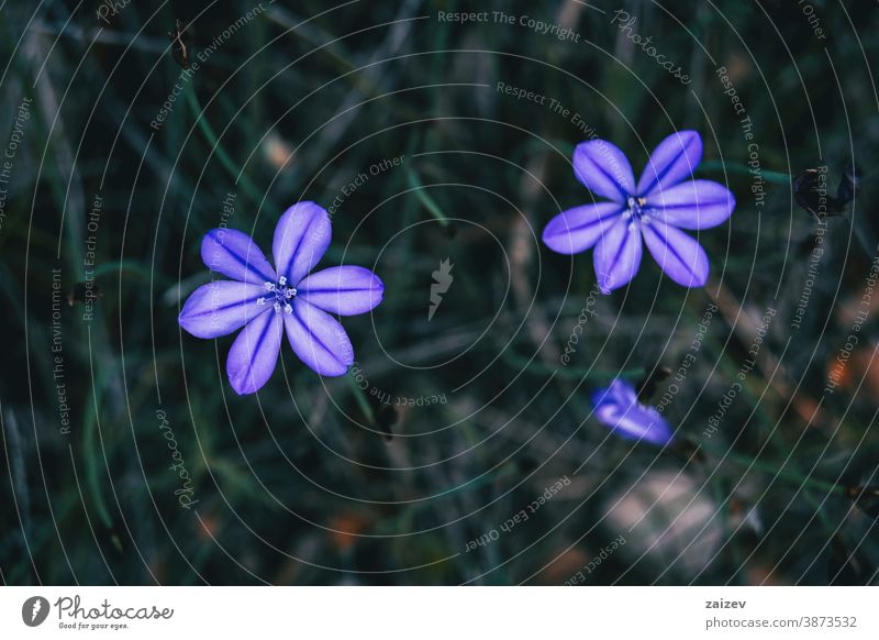 Nahaufnahme von zwei violetten Blüten von aphyllanthes monspeliensis Natur Vegetation natürlich Blume geblümt blühte Botanik botanisch Blütenblätter