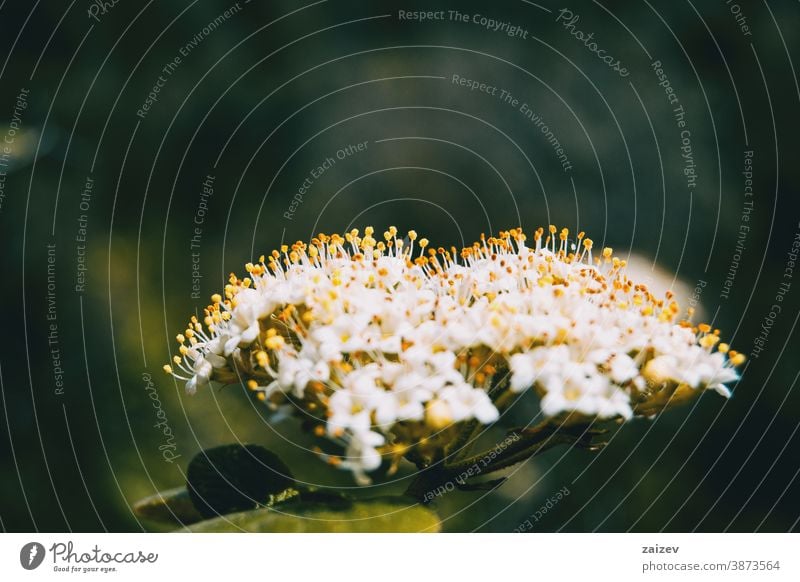 Nahaufnahme eines Straußes kleiner weißer Blüten mit aufgerichteten gelben Staubgefäßen von Viburnum tinus Natur Vegetation natürlich Blume geblümt blühte