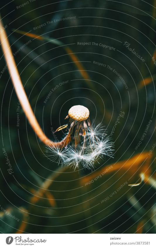 Detail einer halb geschälten Taraxacum campylodes-Blüte taraxacum campylodes Natur Vegetation natürlich Botanik botanisch Nahaufnahme schließen nach oben