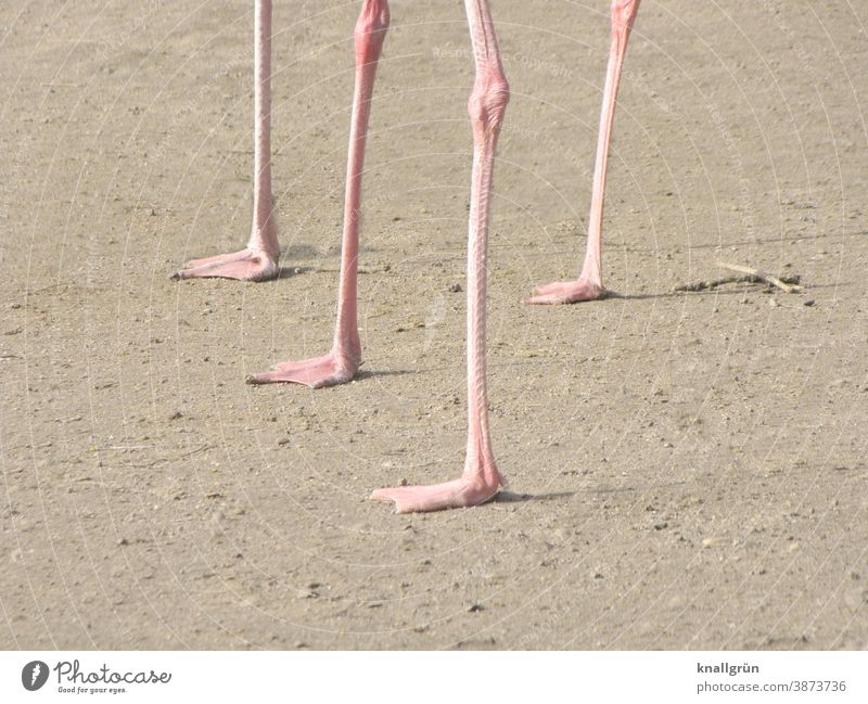 Vier Flamingo Beine Vogel Tier rosa Wildtier 4 Natur Tag exotisch Kniegelenk Außenaufnahme Menschenleer Tiergruppe Zoo Tierporträt Sand braun beige Plattfüße