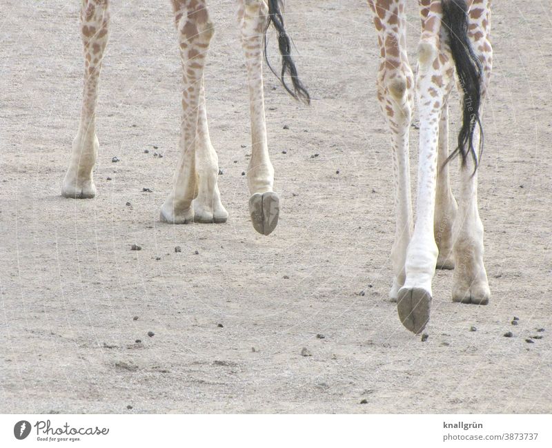 Acht Giraffenbeine Tier Beine 8 Hufe Schweif Schwanzspitze Zoo Afrika Säugetier Safari wild Tierwelt Ferien & Urlaub & Reisen Afrikanisch Außenaufnahme Natur