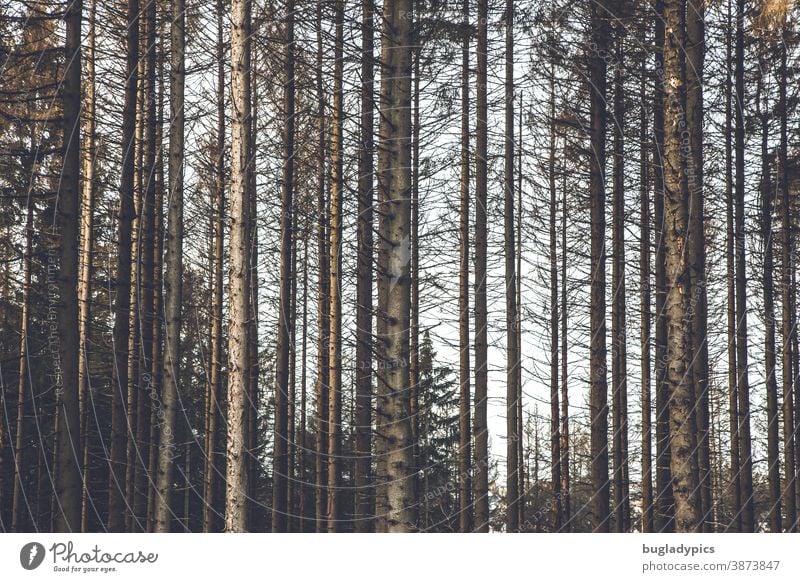 Tote Fichten / Bäume im Wald Fichtenwald Nadelbaum Nadelbäume kahl kahle Bäume Waldsterben Baum Klimawandel Holz Forstwirtschaft Landschaft Borkenkäfer Umwelt