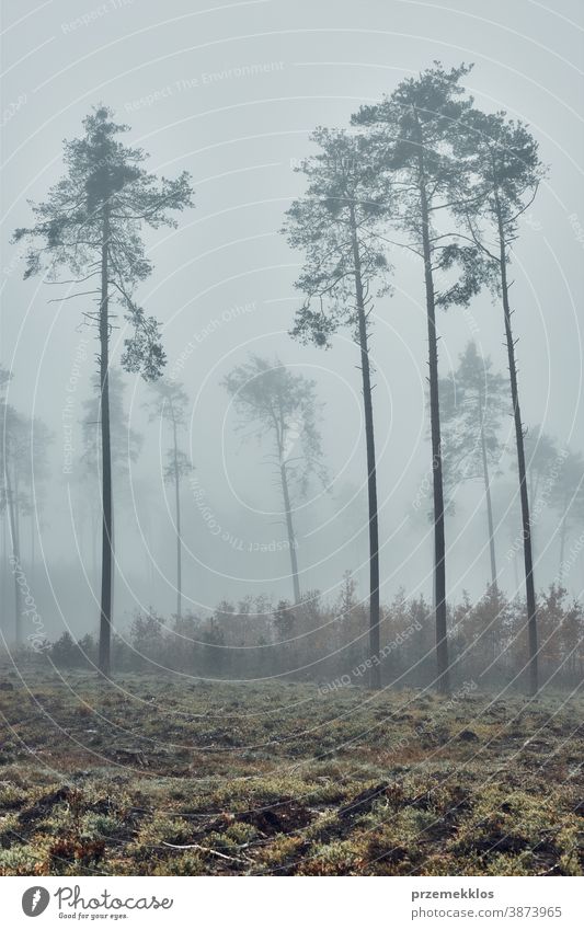 Hohe Bäume in dichtem Nebel. Naturlandschaft Ansicht eines nebligen Waldes in der Herbstsaison Hintergrund Tag halbdunkel Umwelt erkunden grün Landschaft