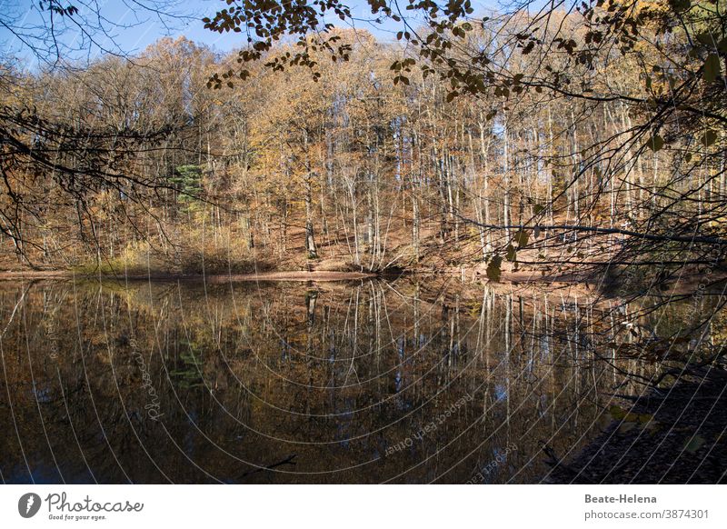 Gespiegelte Herbstimpressionen Landschaft Wald See Spiegelung Impressionen Reflexion & Spiegelung Wasser Baum Natur Außenaufnahme Umwelt Pflanze ruhig Seeufer