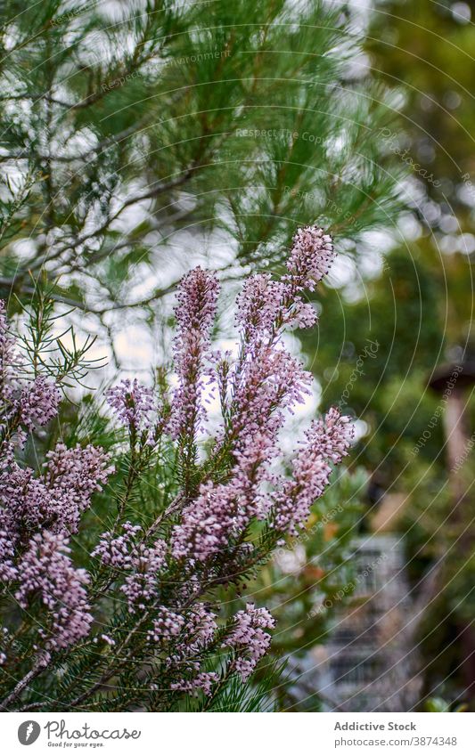 Blühende Erica-Pflanze im Wald erica Heide violett Blume Blütezeit Holz geblümt Wälder grün tagsüber Sommer Umwelt Blütenblatt Saison Natur Flora ruhig