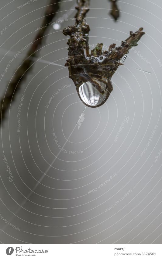 Wassertropfen an Ast, mit Spinnenfäden Tropfen nass Einsamkeit Natur Herbst schlechtes Wetter hängen Unlust Sorge einzigartig Reflexion & Spiegelung rund