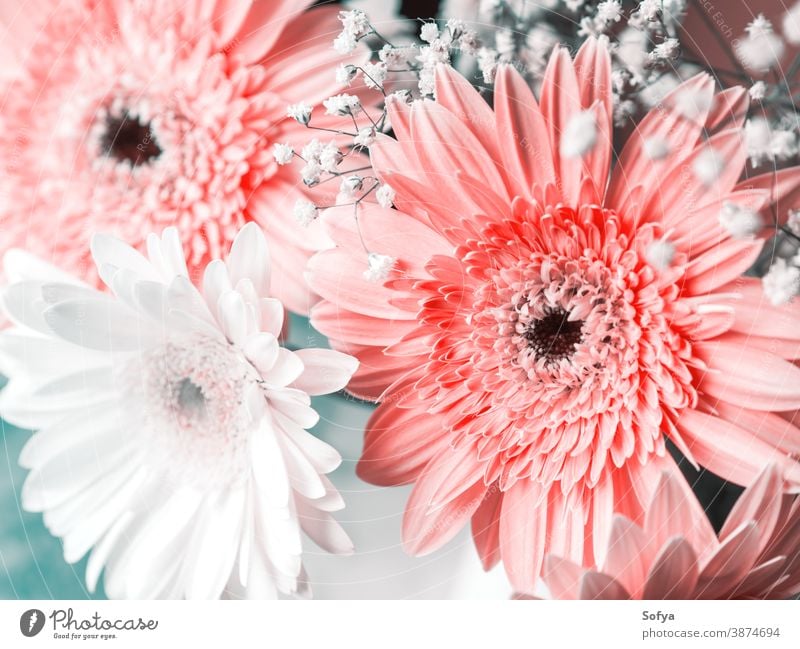 Rosa Blumenstrauß. Einladung, Grußkarte geblümt Frühling Muttertag Frauentag Haufen rosa Engagement Natur Farbe Postkarte botanisch Hochzeit Tag Gerbera