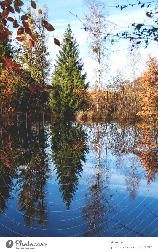 sonntags am See Herbst Reflexion & Spiegelung Baum Herbstlaub orange blau Herbstfärbung Wald Wasserspiegelung Himmel Natur ruhig Schönes Wetter Seeufer grün
